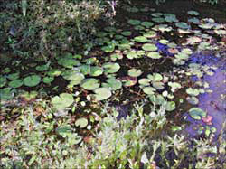 A sweet little lily pool at the Lady Bird Wildflower Center - Click to see larger view