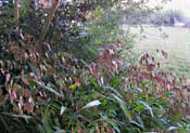 Chris was fascinated by the Wild Sea Oats at the Lady Bird Wildflower Center - Click to see larger view