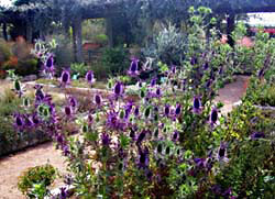 I can't recall the name of these purple gems, but they are not thistles -- click to view picture large