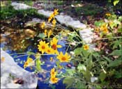 cheerful yellow against water feature at the Lady Bird Wildflower Center - Click to see larger view