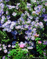 Blue asters at the Lady Bird Wildflower Center - Click to see larger view