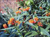 Butterfly weed at the Lady Bird Wildflower Center - Click to see larger view
