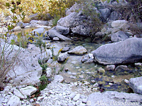 Lost Maples is as pretty upclose as it is far away - Click for larger view