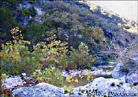 Along the trail through Lost Maples -- click to view picture large