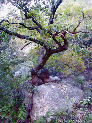 This tree must have began as a seedling in the crack of a rock -- not a promising future. Yet, it somehow found enough moisture and nutrients to give it time to stretch a root out over the rock and into the nurturing earth. - Click for larger view