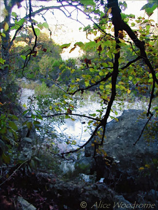 The Sabinal River through the trees at Lost Maples -- click to view picture large