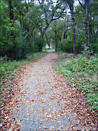  Onion Creek Trail at McKinney Falls State Park -- click to see larger size