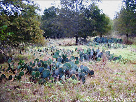 Prickly Pear Cacti at McKinney Falls State Park -- click to see larger size
