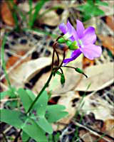 Oxalis -- click to see larger version