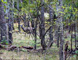 Chris had to practically draw me a picture before I saw this deer -- click to view picture large