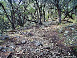 Along the Onion Creek Trail - click to view picture large