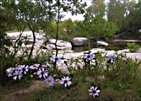 Wild asters at McKinney Falls State Park -- click to see larger size