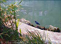 This bird was as blue as blue can be -- click to see larger version