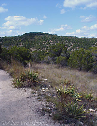 Yuccas at Wild Basin Wilderness Preserve -- click to see larger size
