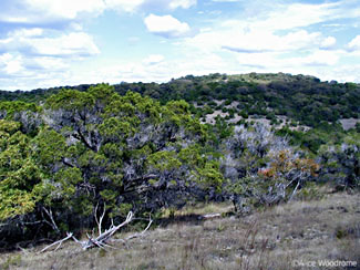 A view from the top of Wild Basin Wilderness Preserve -- click to see larger version