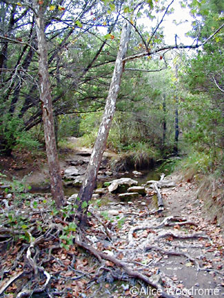 Down in the basin of Wild Basin Wilderness Preserve -- click to see larger size