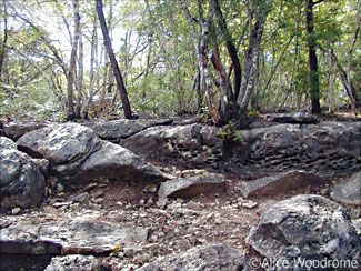 Along the trail into Wild Basin Wilderness Preserve -- click to see larger version