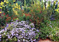 A mixture of wonderful wildflowers at WildSeed Farm -- click to view picture large