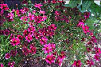 Red coreopsis at WildSeed Farm -- click to view picture large