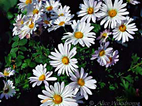 Daisies at WildSeed Farm -- click to view picture large