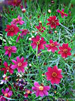 Red coreopsis at WildSeed Farm -- click to view picture large