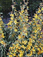 Maxamillian Sunflowers at WildSeed Farm -- click to view picture large