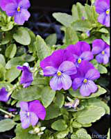 pansies at WildSeed Farm -- click to view picture large