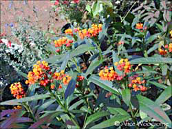 Butterfly weed at WildSeed Farm -- click to view picture large