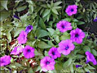 Laura Bush Petunias at WildSeed Farm -- click to view picture large