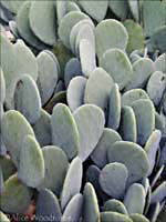 Spineless Prickly Pear Cacti at WildSeed Farm-- click to view picture large