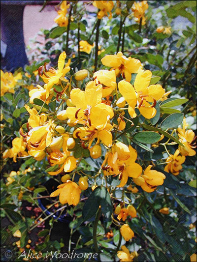 I wish I knew the name of these wonderful yellow flowers at WildSeed Farm -- click to view picture large