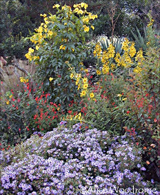 Maximillian Sunflowers, Autumn sage, and Asters at WildSeed Farm -- click to view picture large