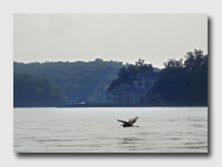 A heron on the Lake of the Ozarks