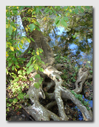 Tree roots along the Coakley Hollow Trail