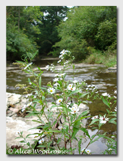 The Creek at South Park