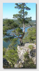 A tree at Ha Ha Tonka State Park