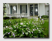 Hostas at a house in Quincy, Illinois