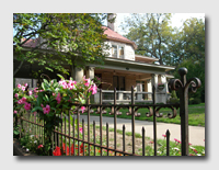 Mandevilla on a fence in Quincy, Illinois