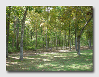 Woods at the Lake of the Ozarks State Park