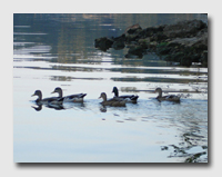 ducks on our first Paddle Boat Ride