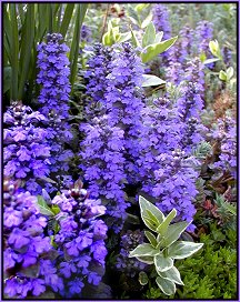 Ajuga