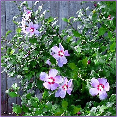 Althea - Rose of Sharon
