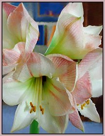 pink amaryllis