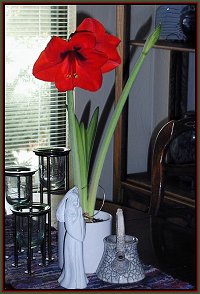 red amaryllis