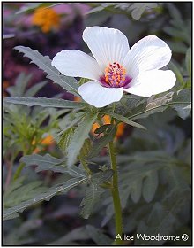 Annual Hibiscus