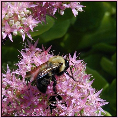 bee on Autumn Joy