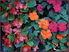 Begonia and Impatiens