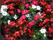 Begonias and Vincas