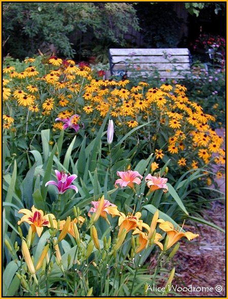 Rudbeckia and Lilies