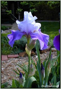 Bluish Iris